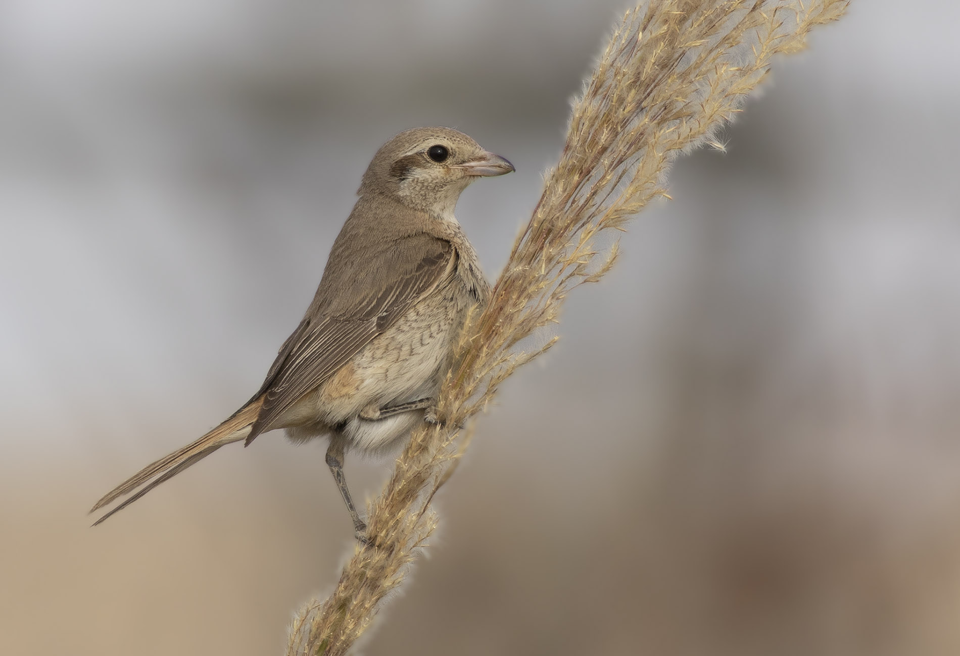 Red-tailed Shrike